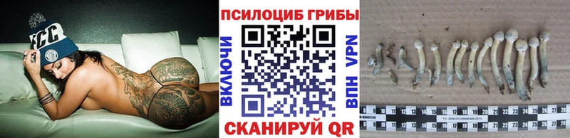 Купить где  Красный Кут  Галлюциногенные грибы Psilocybine cubensis 